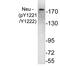 ERBB2 antibody, AP01600PU-N, Origene, Western Blot image 