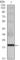 Interleukin 16 antibody, abx011003, Abbexa, Western Blot image 