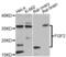 Fibroblast Growth Factor 2 antibody, LS-C330855, Lifespan Biosciences, Western Blot image 