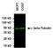 Tubulin antibody, MA5-16308-D800, Invitrogen Antibodies, Western Blot image 