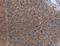 Lipase E, Hormone Sensitive Type antibody, LS-B15401, Lifespan Biosciences, Immunohistochemistry frozen image 