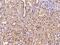 Chromosome 9 Open Reading Frame 78 antibody, 204275-T08, Sino Biological, Immunohistochemistry paraffin image 