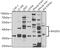 RAPL antibody, GTX64609, GeneTex, Western Blot image 