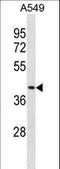 Dipeptidase 1 antibody, LS-B9622, Lifespan Biosciences, Western Blot image 