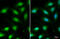 Forkhead Box O3 antibody, GTX100277, GeneTex, Immunofluorescence image 