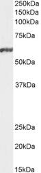 Nuclear Factor, Interleukin 3 Regulated antibody, PA5-17978, Invitrogen Antibodies, Western Blot image 