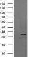 Kallikrein Related Peptidase 8 antibody, LS-C174683, Lifespan Biosciences, Western Blot image 