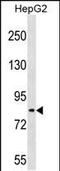 TSC22 Domain Family Member 2 antibody, PA5-35176, Invitrogen Antibodies, Western Blot image 