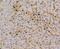 Cyclin D1 antibody, NBP2-67306, Novus Biologicals, Immunohistochemistry paraffin image 
