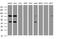 TRNA Methyltransferase 2 Homolog A antibody, MA5-26147, Invitrogen Antibodies, Western Blot image 