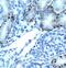 Transcription Factor Like 5 antibody, PA1-24394, Invitrogen Antibodies, Immunohistochemistry frozen image 