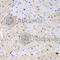 Cdc42 Guanine Nucleotide Exchange Factor 9 antibody, A7964, ABclonal Technology, Immunohistochemistry paraffin image 