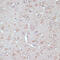 Aquaporin 1 (Colton Blood Group) antibody, 15-840, ProSci, Immunohistochemistry paraffin image 