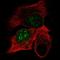 Developmental Pluripotency Associated 4 antibody, NBP2-48634, Novus Biologicals, Immunofluorescence image 