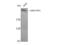 Protein Kinase, DNA-Activated, Catalytic Subunit antibody, STJ92750, St John