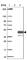 Keratin 222 antibody, HPA043708, Atlas Antibodies, Western Blot image 