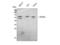 RORgt antibody, STJ95532, St John