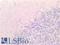 Nerve Growth Factor antibody, LS-B16480, Lifespan Biosciences, Immunohistochemistry paraffin image 