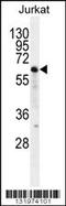 Protein naked cuticle homolog 2 antibody, 56-250, ProSci, Western Blot image 