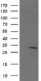 Lactamase Beta 2 antibody, NBP2-45580, Novus Biologicals, Western Blot image 