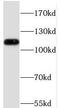 PHD Finger Protein 12 antibody, FNab06379, FineTest, Western Blot image 