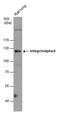 Integrin Subunit Alpha 6 antibody, PA5-21324, Invitrogen Antibodies, Western Blot image 
