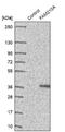 Family With Sequence Similarity 210 Member A antibody, NBP2-13992, Novus Biologicals, Western Blot image 