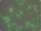 STEAP Family Member 1 antibody, GTX53786, GeneTex, Immunocytochemistry image 