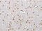 ELAV Like RNA Binding Protein 1 antibody, CSB-PA252158, Cusabio, Immunohistochemistry paraffin image 