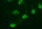 Proopiomelanocortin antibody, M00305-2, Boster Biological Technology, Immunofluorescence image 