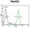 Serpin Family H Member 1 antibody, abx033355, Abbexa, Western Blot image 