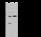 Methyl-CpG Binding Domain Protein 2 antibody, 105875-T32, Sino Biological, Western Blot image 
