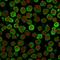 Calponin-1 antibody, GTX34451, GeneTex, Immunofluorescence image 