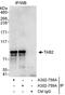 TGF-Beta Activated Kinase 1 (MAP3K7) Binding Protein 2 antibody, A302-758A, Bethyl Labs, Immunoprecipitation image 