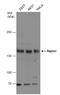Regulatory Associated Protein Of MTOR Complex 1 antibody, GTX132303, GeneTex, Western Blot image 