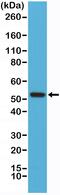 Cyclin B1 antibody, MA5-27908, Invitrogen Antibodies, Western Blot image 