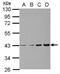 Chondroadherin antibody, PA5-29987, Invitrogen Antibodies, Western Blot image 
