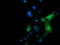 Phosphatidylinositol-5-Phosphate 4-Kinase Type 2 Alpha antibody, TA502285, Origene, Immunofluorescence image 