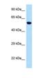 Protein Zfp874b antibody, orb325677, Biorbyt, Western Blot image 