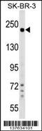 Shroom Family Member 2 antibody, 59-464, ProSci, Western Blot image 