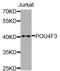 POU Class 4 Homeobox 3 antibody, A7712, ABclonal Technology, Western Blot image 