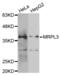 Mitochondrial Ribosomal Protein L3 antibody, abx004577, Abbexa, Western Blot image 