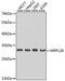 Mitochondrial Ribosomal Protein L28 antibody, A5897, ABclonal Technology, Western Blot image 