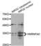Heterogeneous Nuclear Ribonucleoprotein A0 antibody, abx004637, Abbexa, Western Blot image 