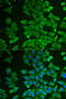 Dimethylarginine Dimethylaminohydrolase 2 antibody, 22-238, ProSci, Immunofluorescence image 