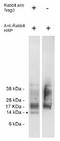 Chondrosarcoma-associated gene 2/3 protein antibody, AP05264SU-N, Origene, Western Blot image 