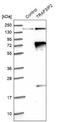 TRAF3 Interacting Protein 2 antibody, NBP1-89263, Novus Biologicals, Western Blot image 