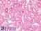 Prostaglandin E Receptor 3 antibody, LS-A972, Lifespan Biosciences, Immunohistochemistry paraffin image 