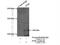 PAX Interacting Protein 1 antibody, 15034-1-AP, Proteintech Group, Immunoprecipitation image 