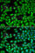 Rhotekin antibody, A6732, ABclonal Technology, Immunofluorescence image 